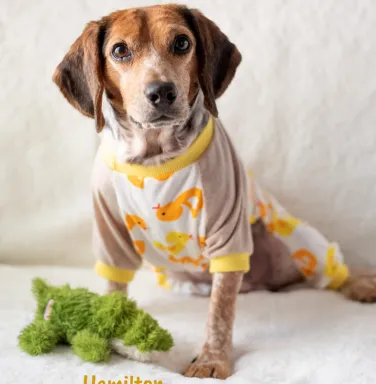 Hamilton in pajamas beagle in pajamas