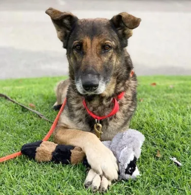 Hannah with paws crossed Hannah with paws crossed