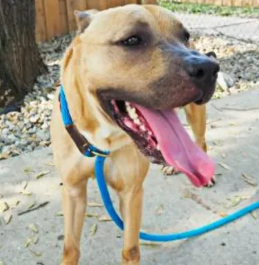 Helio the mixed breed dog mixed breed beige dog