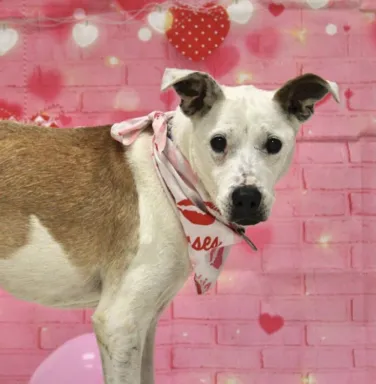 Valentines dog Valentines white dog