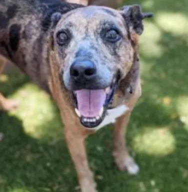 Honey Bunny smiling spotted dog smiling