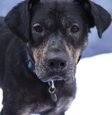 Ziggy the hound mix brown and black hound mix