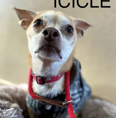 Icicle the Chihuahua Icicle the Chihuahua