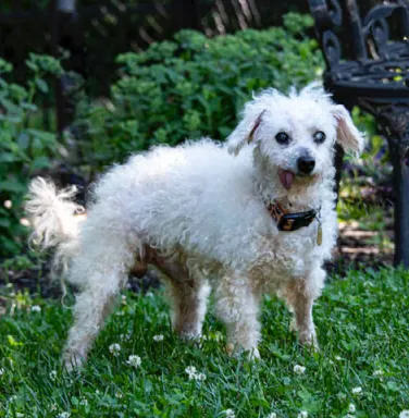 Ivory the white poodle in the grass old white poodle standing in grass
