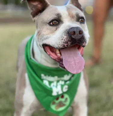 Jake with a green bandana pit bull with green bandana