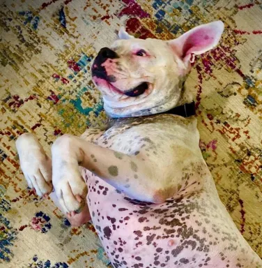 Jamice the white boxer white boxer with spotted underbelly