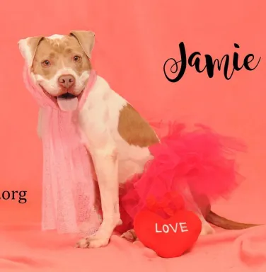 Jamie in a pink dress pit bull in pink dress