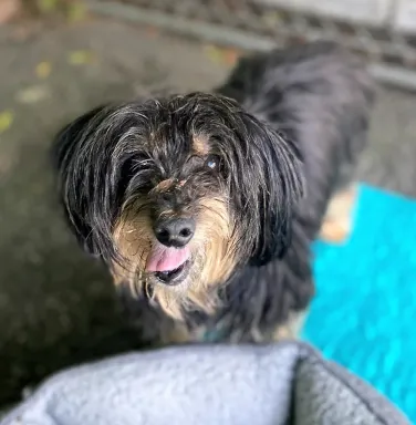 Jazz the scruffy brown dog scruffy brown dog