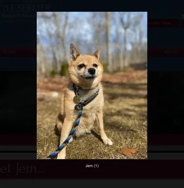 Chihuahua mix Jem Chihuahua mix Jem