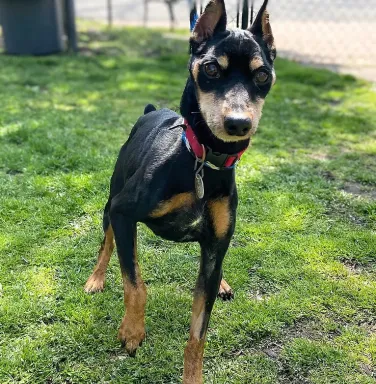Jenkins the Min Pin black and brown male miniature pinscher