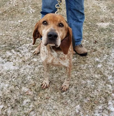 Redtick Coonhound mix Jett Redtick Coonhound mix Jett
