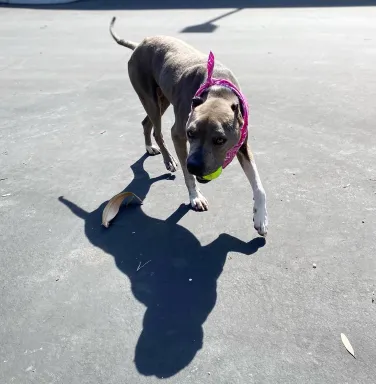 Grey pit bull Juda playing with toy Grey pit bull Juda playing with toy