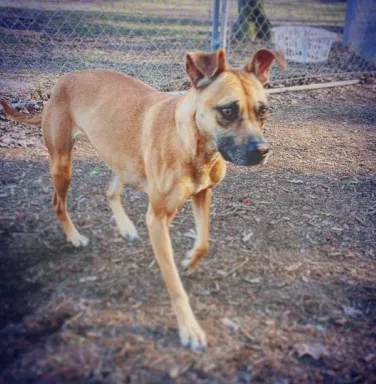 Tan boxer mix Kara Tan boxer mix Kara
