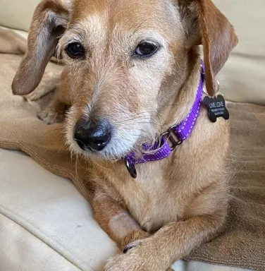 Wire Haired Dachshund mix Kona Wire Haired Dachshund mix Kona