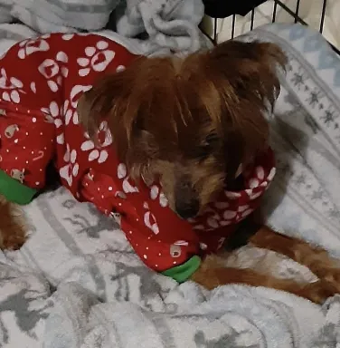 dog in pajamas dog in pajamas