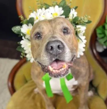 Kula wearing a flower crown pit bull wearing flower crown