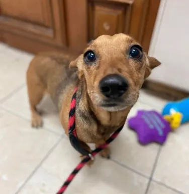 Layla the brown dog brown dog