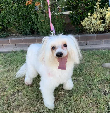 White Chinese Crested dog Lexi White Chinese Crested dog Lexi