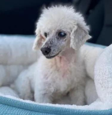 Lilly the mini poodle white mini poodle