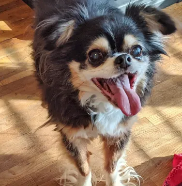 Lil Bit on her own small dog with curly fur