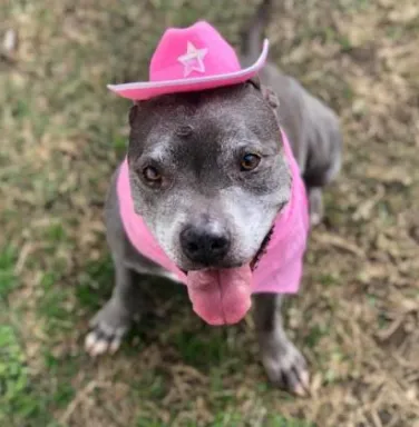 Lola with pink cowboy hat grey pitbull with pink cowboy hat