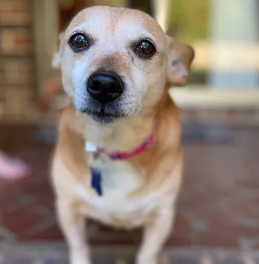 Lulu in the light tan chihuahua corgi mix