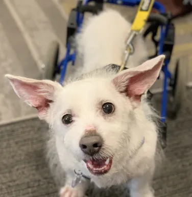 White dog Mario in wheelchair White dog Mario in wheelchair