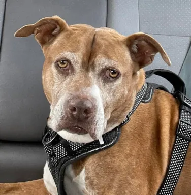 Martha the pit bull brown pit bull