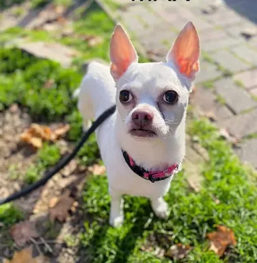White Chihuahua Max White Chihuahua Max