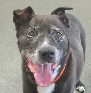 smiling Max smiling grey pitbull