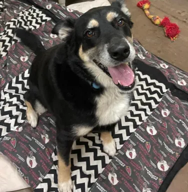 Max the shepherd mix shepherd mix