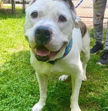 Mickey smiling smiling pit bull