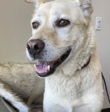 Yellow lab mix Milan Yellow lab mix Milan