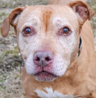 Light brown pit bull mix Miss Cleo Light brown pit bull mix Miss Cleo
