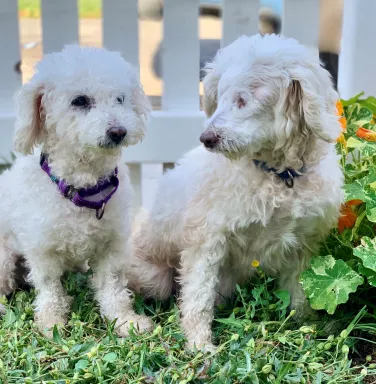 White poodles Mr. & Mrs.