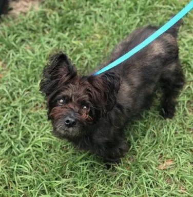Mr. Wobbles Little black terrier with a blue leash