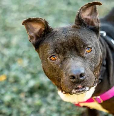 black pit bull terrier