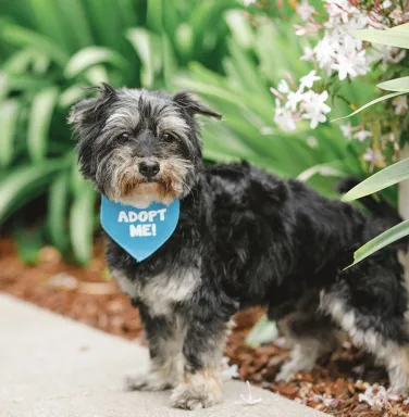 Murphy with an 'adopt me' bandana grey yorkie with ''adopt me' bandana