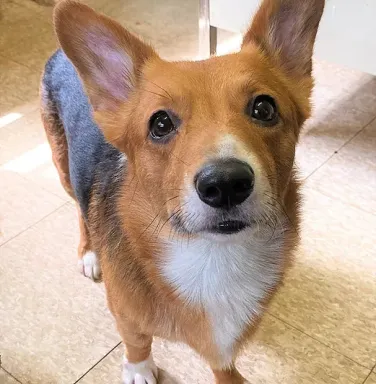 Noah looking at the camera corgi looking at the camera