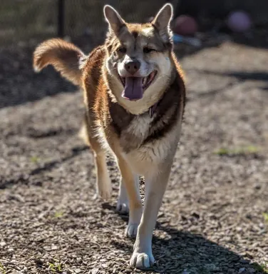 Nora german shepherd mix