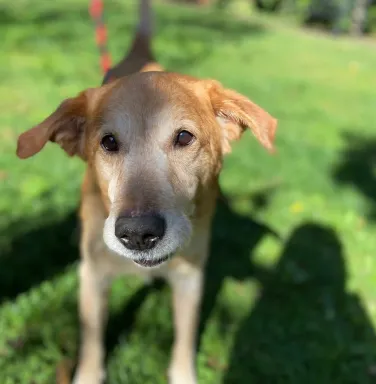 Old Man Jenkins in the grass tan dog in grass