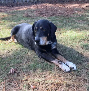 Old Man laying down black hound laying down