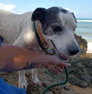 Zeus smiling smiling dog