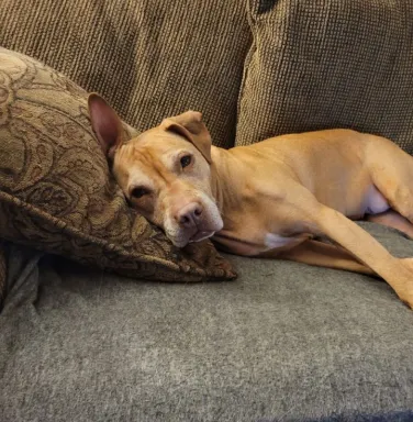 Paris on the couch Paris on the couch