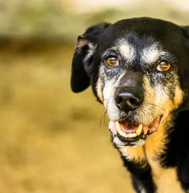 brown and black hound