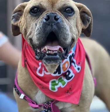 brown smiling dog