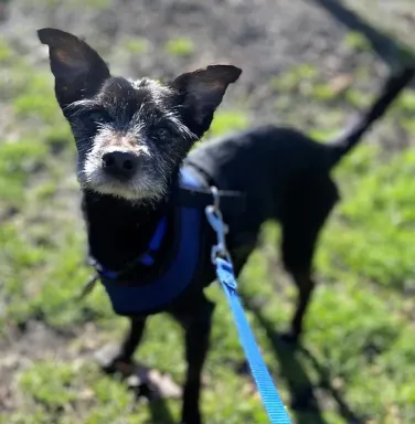 black small dog