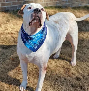 Petey 3 white and brown dog