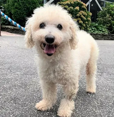 Pierre smiling for the camera white dog facing camera