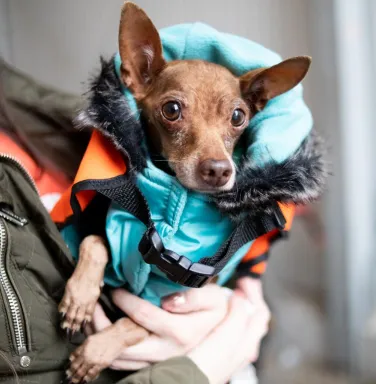 Brown Chihuahua in a blue winter coat Brown Chihuahua in a blue winter coat